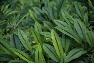 Vibrant green foliage with distinct dark leaf stripes creates lush natural plant pattern,...