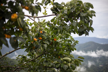 Outdoor fruit tree displays lush green leaves and ripe orange fruit. peaceful mountain landscape, softly veiled in gentle mist, captures true essence of nature