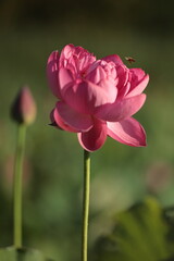 蓮の花と花粉を集めに近づく蜂