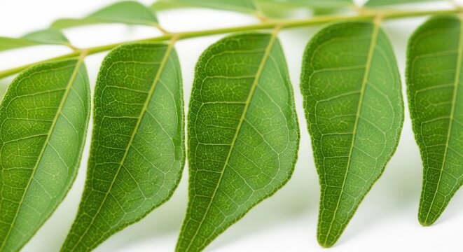 Close-up of vibrant green leaves arranged on a stem against a bright white background showcasing intricate venation