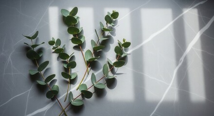 Eucalyptus branches arranged on a grey marble surface illuminated by natural light casting window shadows