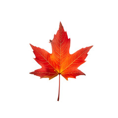 Red and orange autumn maple leaf isolated on white background
