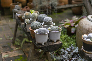 Captivating collection of vibrant potted cactus and succulent plant varieties thrives in serene outdoor garden nursery. Many green clay pots create peaceful and appealing display