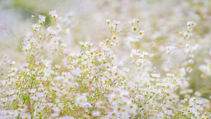 Shallow focus photo of false aster, flower background. Pale lavender doll's daisy - False aster - False chamomille (Poltonia asteroides) flowering in summer. False aster background, soft focus. 