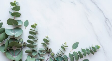 Eucalyptus branches with green leaves and seed pods on a white marble background
