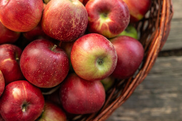 Fresh ripe apples on the branch in the orchard ready to be picked in Poland.