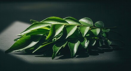 Fresh green curry leaves bundle on a dark surface bathed in light with strong shadows