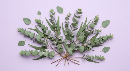 Fresh green eucalyptus branches and leaves arranged in a radial pattern on a light purple background The botanical display features both rounded and elongated leaves