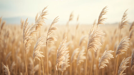 Mission grass at sunset or sunrise, Grass flower,vintage tone.
