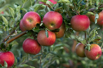 Fresh ripe apples on the branch in the orchard ready to be picked in Poland.