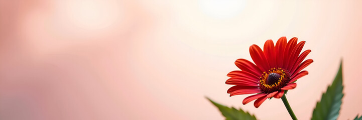 A beautiful red daisy flower set against a transparent background, embodying the essence of tropical flowering plants and providing ample space for design or text overlays.