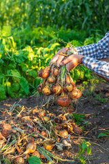 A farmer harvests onions. Selective focus.