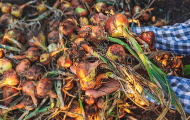 A farmer harvests onions. Selective focus.