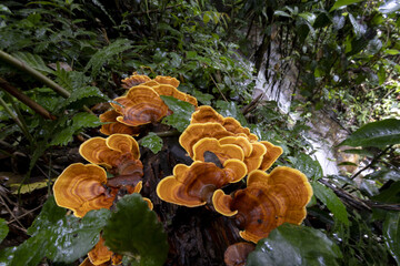 Vibrant orange fungus cluster thrives on wood in dense tropical forest, showcasing nature lush, wild growth. captivating scene evokes sense of tranquil wonder