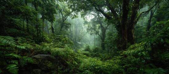 Lush, misty rainforest