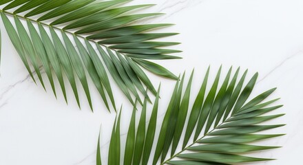 Obraz premium Two green palm fronds laid flat on a white marble surface with subtle gray veining