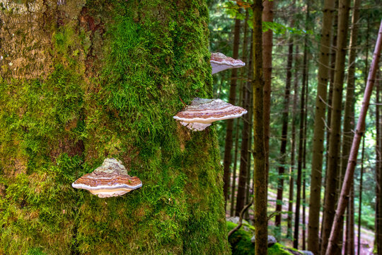 Rotrandiger Baumschwamm