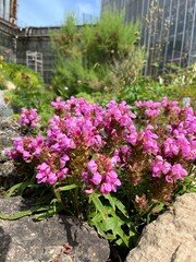 pink blooming Prunella grandiflora. A perennial herbaceous plant for rock gardens and rockeries.Flower background