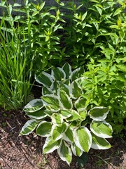 An old popular variety of Hosta hybrid Patriot with dark green foliage and a white border. Flower background