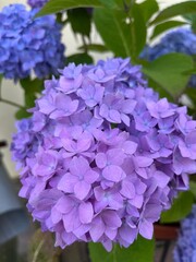 the delicate purple and blue  Blooming Hydrangea macrophylla.Potted plants. Balcony flowers.Flower background