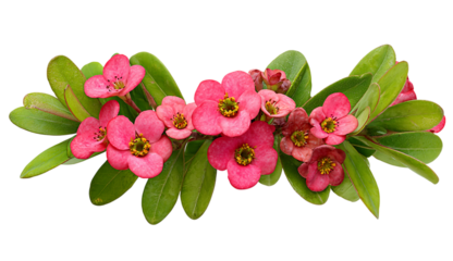 Crown of thorns flowers isolated on transparent background, a beautiful arrangement