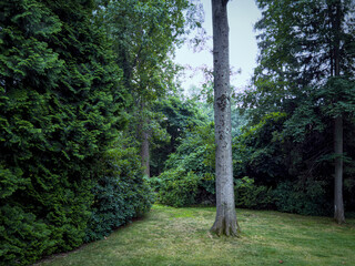 Tall tree on green lawn framed by dense evergreen hedges, tranquil woodland garden scene and natural background suitable