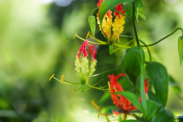 red and yellow flowers