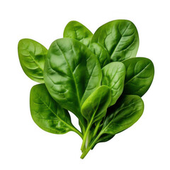  a group of spinach leaves isolated on white and transparent background