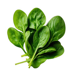  a group of spinach leaves isolated on white and transparent background