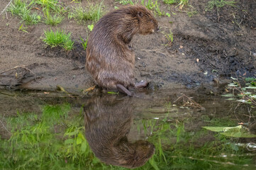 Beaver sitting on the riverbank beside water