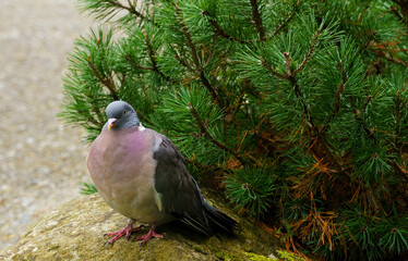 A grey-headed wood pigeon with a pinkish-mauve breast perches on a mossy rock with brilliant green pine needles.