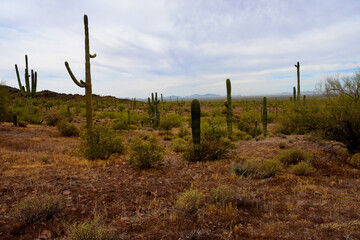 Fototapeta premium Sonoran Desert Arizona Picacho Peak State Park