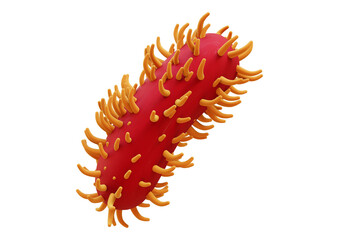 Illustration of a bacteria isolated on transparent background