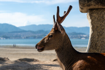 Wild deer resting by stone lantern on Miyajima beach, Japan