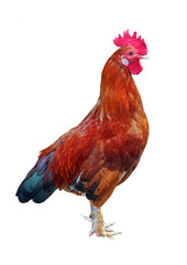 Bright rooster isolated on a transparent background. Colorful red-brown rooster