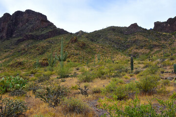 Sonoran Desert Arizona Picacho Peak State Park