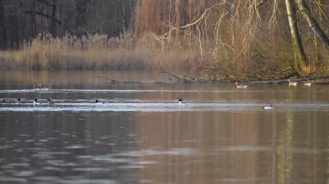 birds Common goldeneye on the lake in spring
