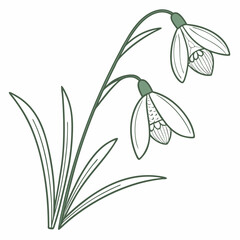 Delicate green line art illustration of two snowdrop flowers with long slender leaves on a white background