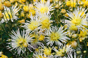 Close up, macro of beautiful white yellow korean garden chrysanthemum flowers in full autumn bloom, in fall garden, creating bright seasonal floral background, wallpaper