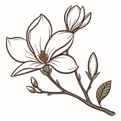 Elegant hand drawn illustration of a blooming white magnolia flower with buds and leaves on a branch