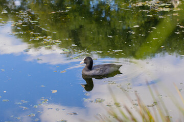 A duck floating on the surface of a pond reflecting the blue sky with clouds 