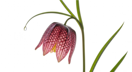 A single, beautiful snake's head fritillary flower with its distinctive checkered purple pattern, isolated on a transparent background.
