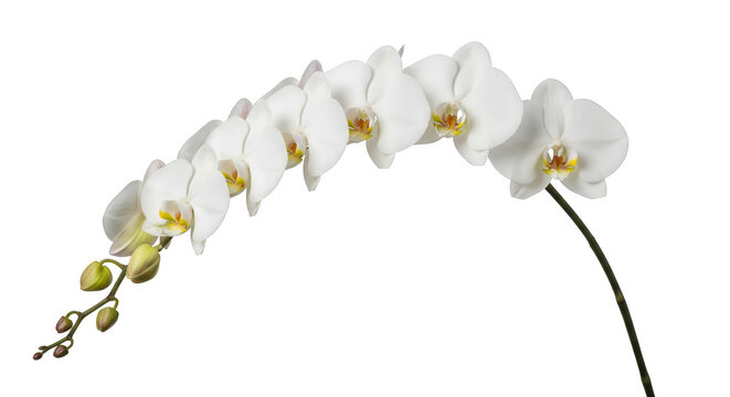 An elegant arching stem of a blooming white Phalaenopsis orchid with multiple flowers and buds, isolated on a transparent background.