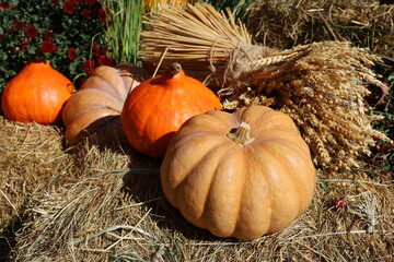 Ripe pumpkins and pumpkins and a sheaf of wheat on straw, festive decorations. Autumn harvest, thanksgiving day concept