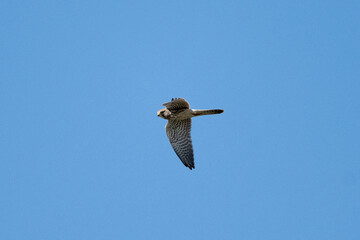 Eurasian Kestrel Flying Against The Sky