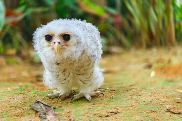 Cute baby owl with fluffy white feathers standing on the ground, close-up wildlife photo.
