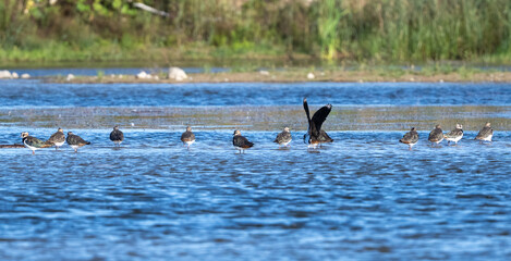 Large Flock Of Northern Lapwings On Rocks In The Middle Of The Lake