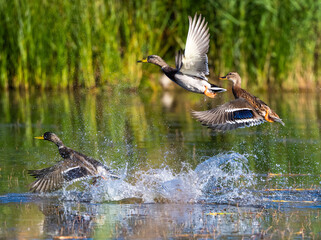 Mallard Ducks Taking Off From The Lake