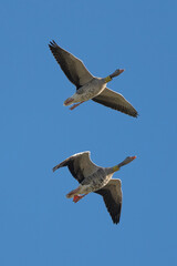 Two Geese Getting Tagged While Flying