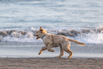 Young Golden Retriever playing on the beach